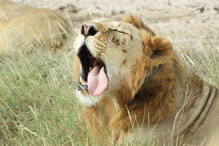 Amboseli Day Safari from Nairobi: Kilimanjaro Views & Elephant Game Drives photo 3
