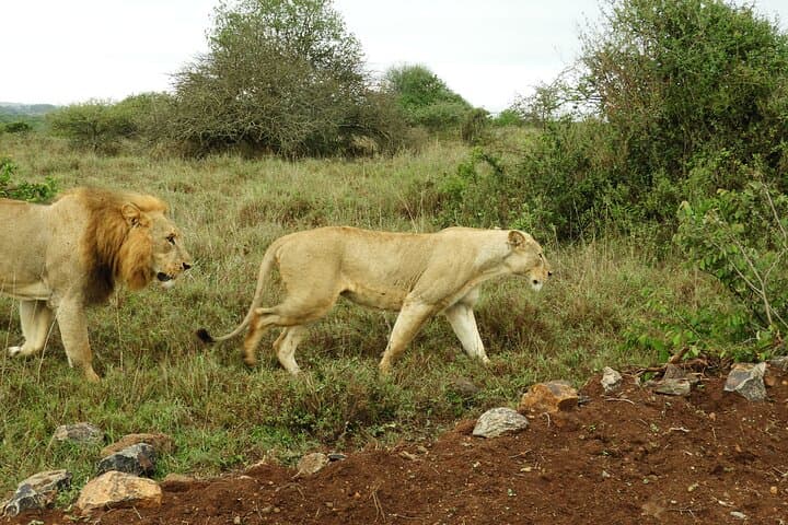 Exploring Nairobi National Park: A Unique Urban Safari Adventure