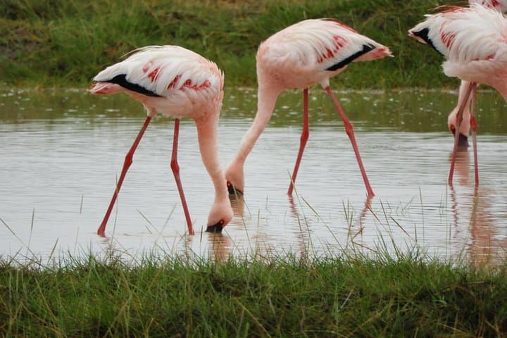 Amboseli Day Safari from Nairobi: Kilimanjaro Views & Elephant Game Drives photo 4
