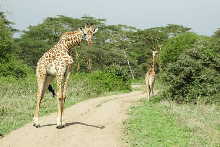 Exploring Nairobi National Park: A Morning Safari Adventure on the City’s Edge photo 5