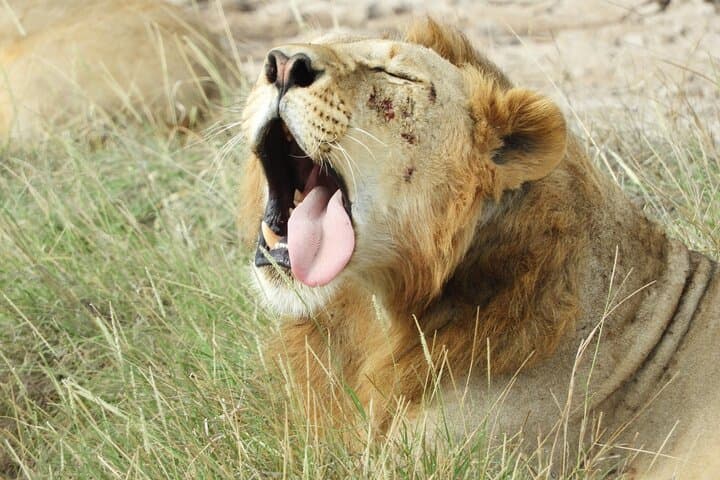 Exploring Nairobi National Park: A Morning Safari Adventure on the City’s Edge photo 4