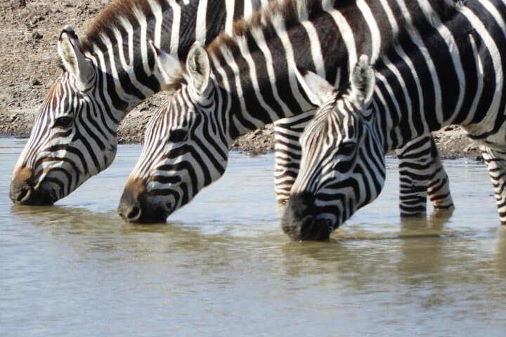 Nairobi National Park Shared Game Drive: 5-Hour Open-Roof Safari from the City photo 4