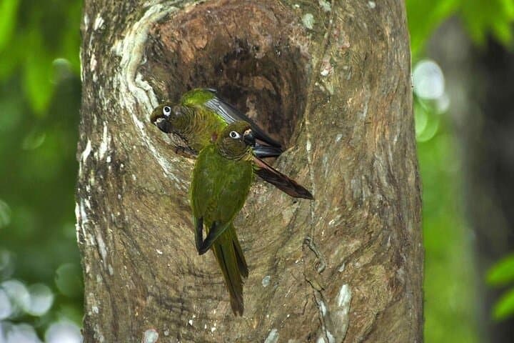 Tijuca National Park and Rio Botanic Garden Guided Tour — Vista Chinesa, Waterfalls & Wildlife photo 5