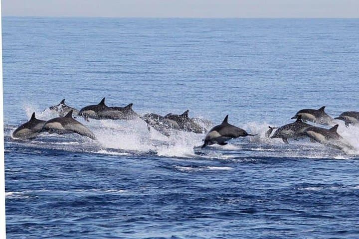Dolphin and Whale Watching in Puerto Escondido — Small-Boat Marine Wildlife Tour