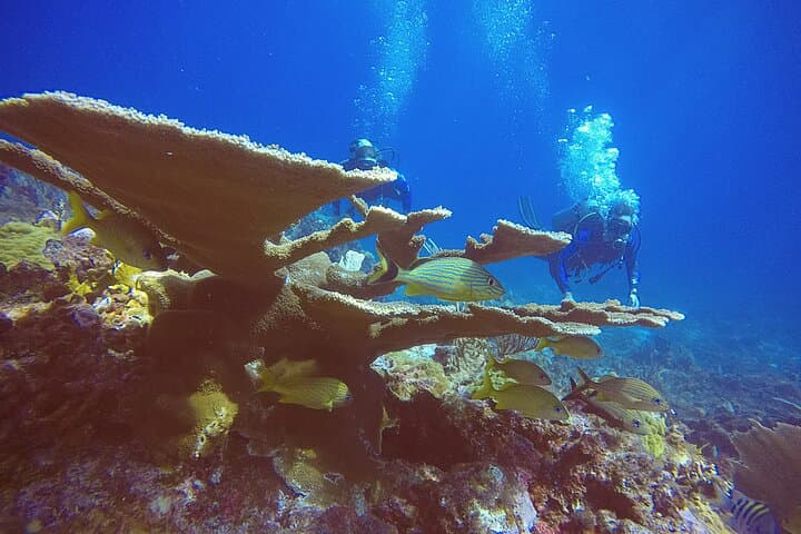Two-Tank Punta Cancun Reefs Dive for Certified Scuba Divers photo 3