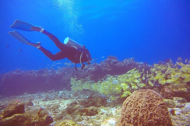 Two-Tank Punta Cancun Reefs Dive for Certified Scuba Divers photo 5