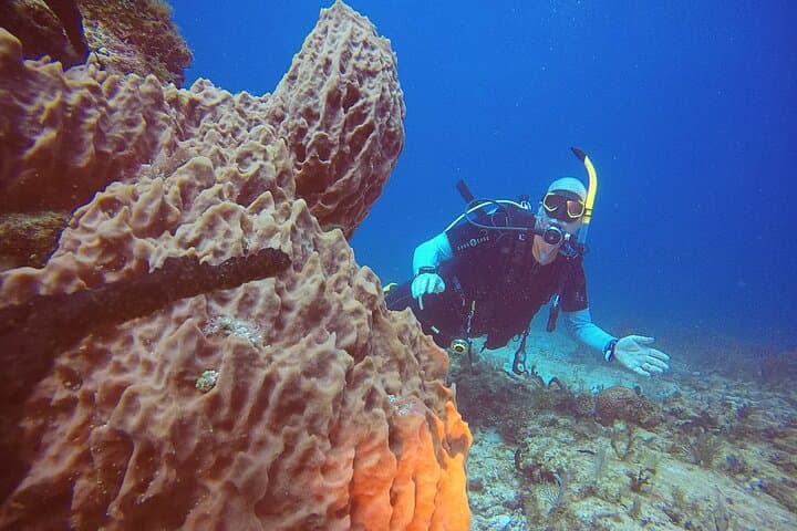 Two-Tank Punta Cancun Reefs Dive for Certified Scuba Divers photo 6