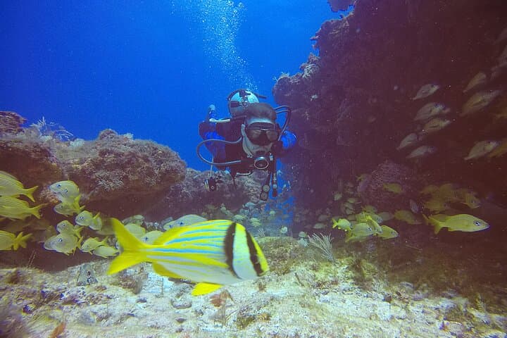 Two-Tank Punta Cancun Reefs Dive for Certified Scuba Divers photo 4