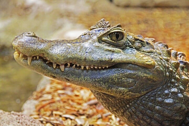 Miami Full-Day: Everglades Airboat, Bayside Hop-On Hop-Off & Biscayne Bay Cruise photo 1