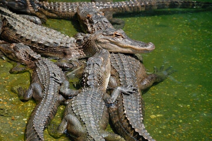 Miami Full-Day: Everglades Airboat, Bayside Hop-On Hop-Off & Biscayne Bay Cruise photo 2
