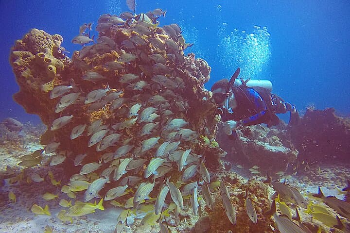 Two-Tank Punta Cancun Reefs Dive for Certified Scuba Divers photo 2