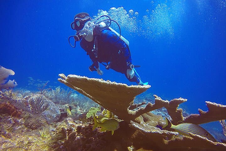 SDI Open Water Diver Certification in Cancun — 2-Day Course at MUSA & Coastal Reefs photo 5
