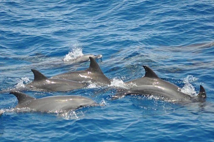 Hurghada Dolphin Tour: Snorkel Reefs, Dolphins & Banana Boat Adventure photo 2