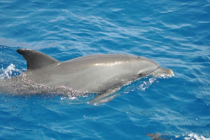 Dolphin Tour from El Gouna: Snorkel the Red Sea's Dolphin House photo 6