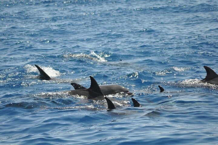 Dolphin Tour from El Gouna: Snorkel the Red Sea's Dolphin House