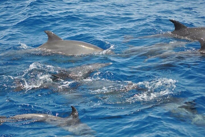 Dolphin Tour from El Gouna: Snorkel the Red Sea's Dolphin House photo 3