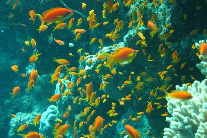 Tiran Island Snorkel Boat Trip from Sharm el Sheikh — Day Cruise to the Reefs photo 5
