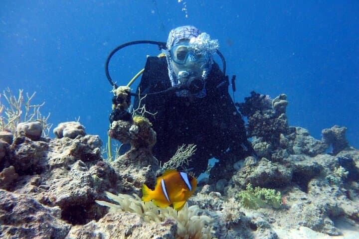 Tiran Island Snorkel Boat Trip from Sharm el Sheikh — Day Cruise to the Reefs photo 6