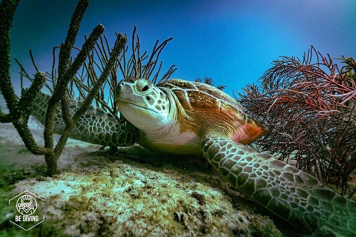 Scuba Diving Cozumel Island Private Boat on the Mesoamerican Reef photo 1