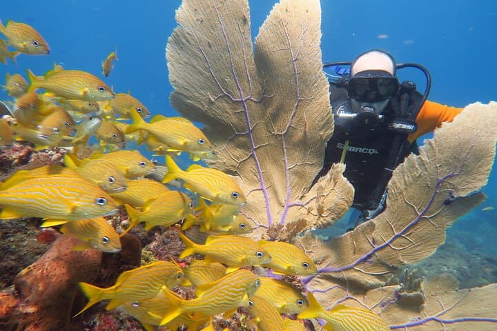 Cancun 2-Tank Dive: MUSA Underwater Museum & Manchones Reef for Certified Divers photo 4