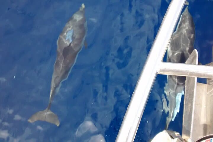 Private Sailing Cruises in the South Ionian Sea — Proti & Sapientza Day Trip photo 6