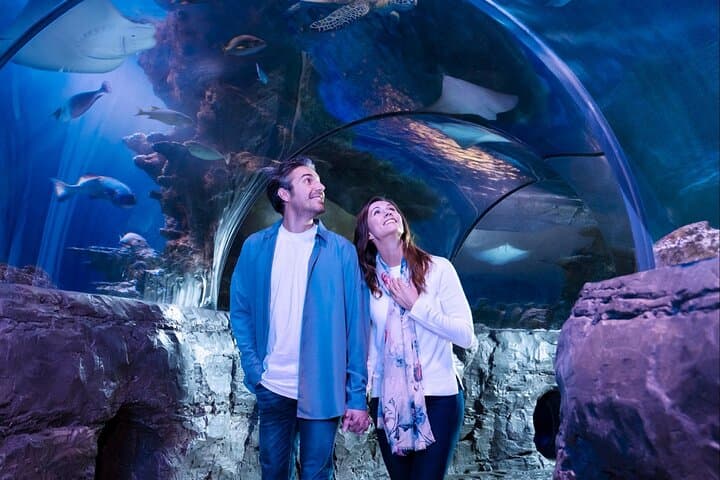 Inside SEA LIFE Orlando: 360-Degree Ocean Tunnel, Sharks & Touch Tanks at ICON Park photo 5