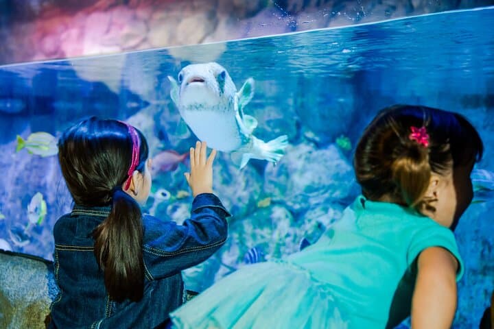 Explore SEA LIFE Minnesota Aquarium at Mall of America: Sharks, Tunnels & Interactive Exhibits photo 3