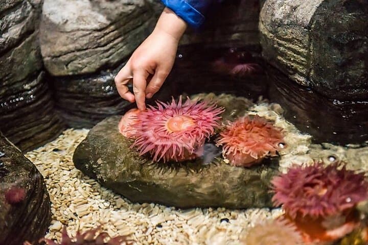 Explore SEA LIFE Minnesota Aquarium at Mall of America: Sharks, Tunnels & Interactive Exhibits photo 6