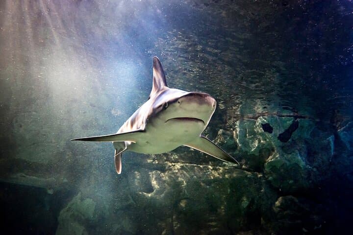 Inside SEA LIFE Orlando: 360-Degree Ocean Tunnel, Sharks & Touch Tanks at ICON Park photo 6