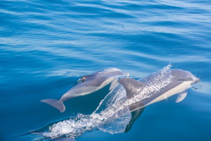 Portimão Benagil Cave and Dolphin Watching — Biologist-Guided Boat Tour photo 6