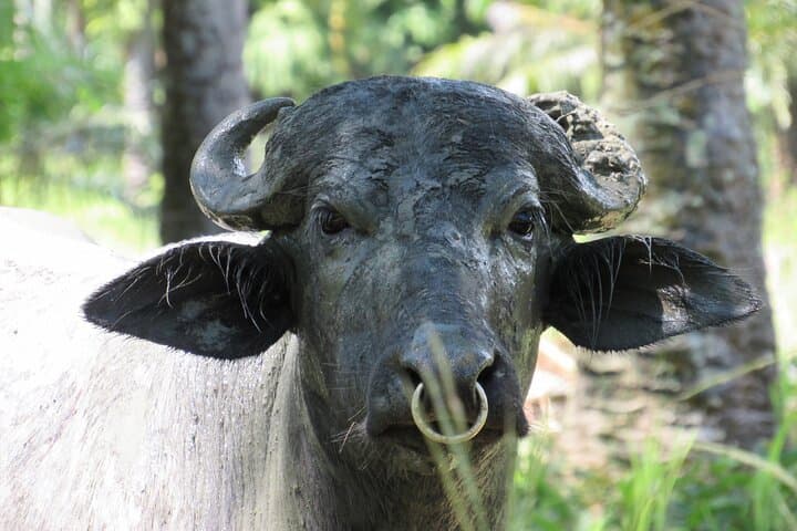 Quepos Eco Farm Tour & Water Buffalos — Palm Plantations, Wagon Rides, and Sustainable Farming photo 2