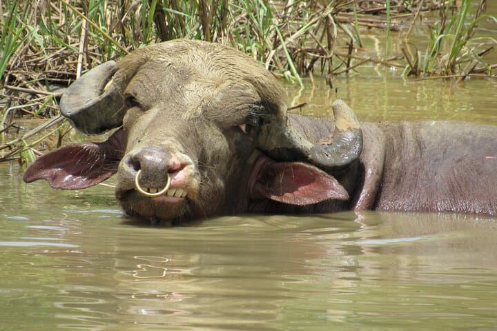 Quepos Eco Farm Tour & Water Buffalos — Palm Plantations, Wagon Rides, and Sustainable Farming photo 4