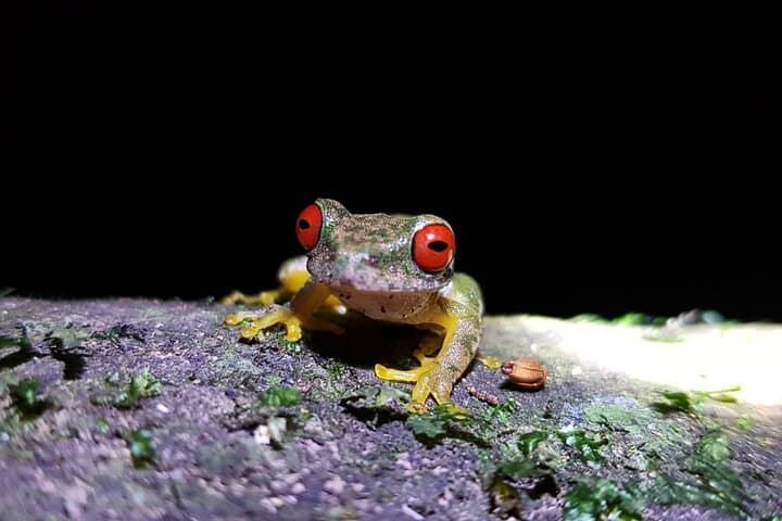 Kinkajou Night Walk: Monteverde After-Dark Wildlife Tour photo 3