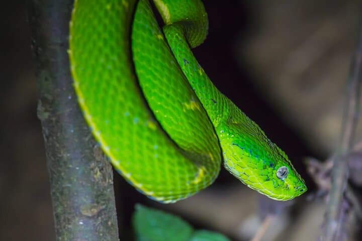 Kinkajou Night Walk: Monteverde After-Dark Wildlife Tour photo 2