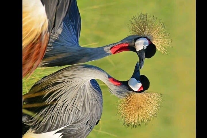 7-Day Uganda Safari: Murchison Falls, Rwenzori Forest Walks & Source of the Nile photo 4