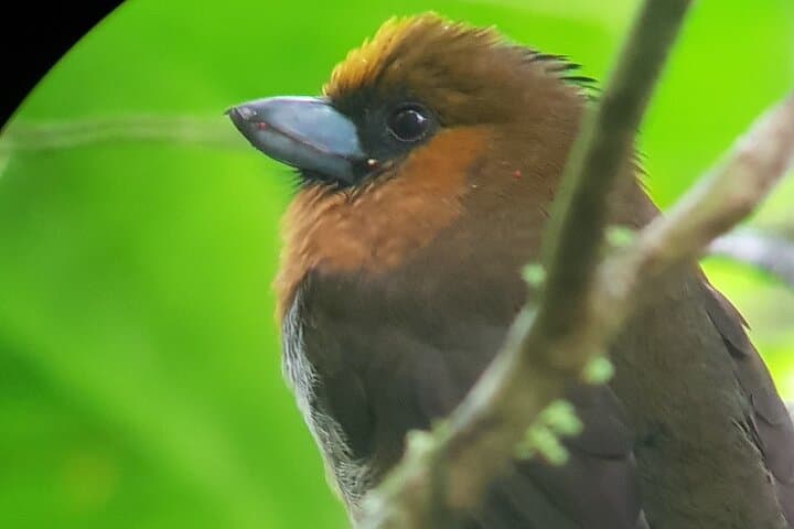Monteverde Birdwatching Tour: Find Resplendent Quetzal & Cloud Forest Birds