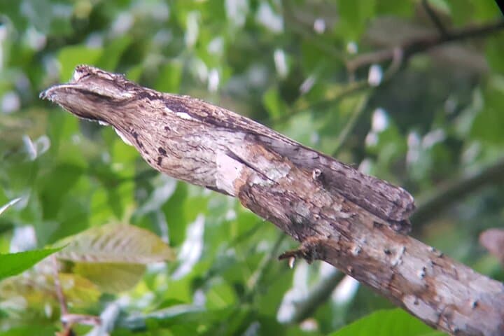 Monteverde Birdwatching Tour: Find Resplendent Quetzal & Cloud Forest Birds photo 4