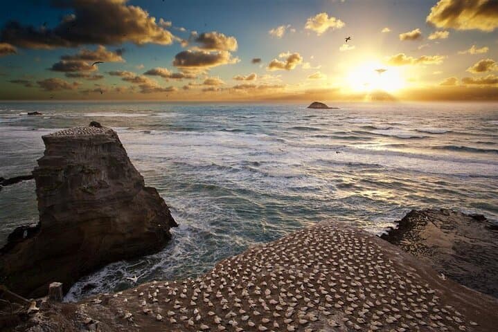 Muriwai Beach & Gannet Colony Private Tour — Black Sand, Surf and Wine Tasting