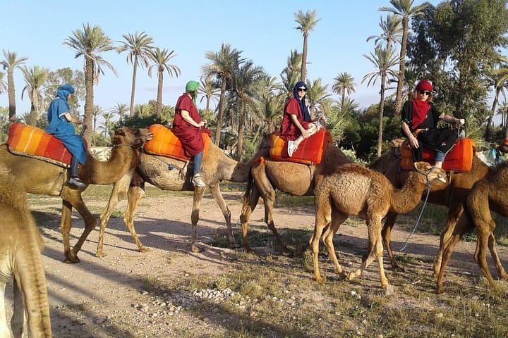 Camel Ride in La Palmeraie Marrakech: 1-Hour Palm-Grove Trek with Hotel Pickup photo 1