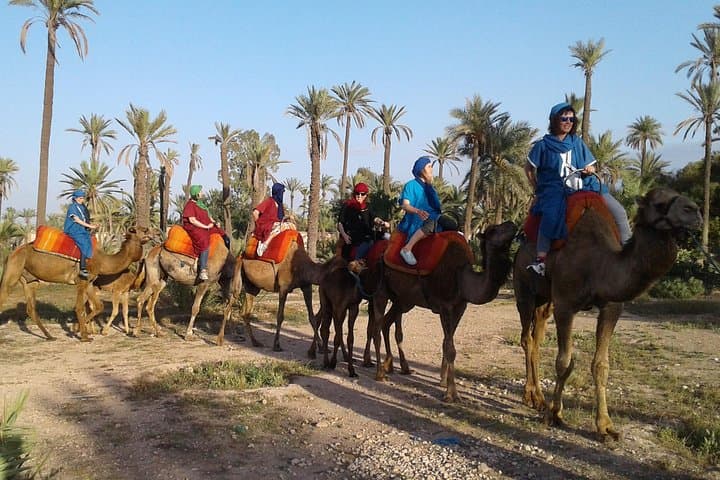Camel Ride in La Palmeraie Marrakech: 1-Hour Palm-Grove Trek with Hotel Pickup photo 4