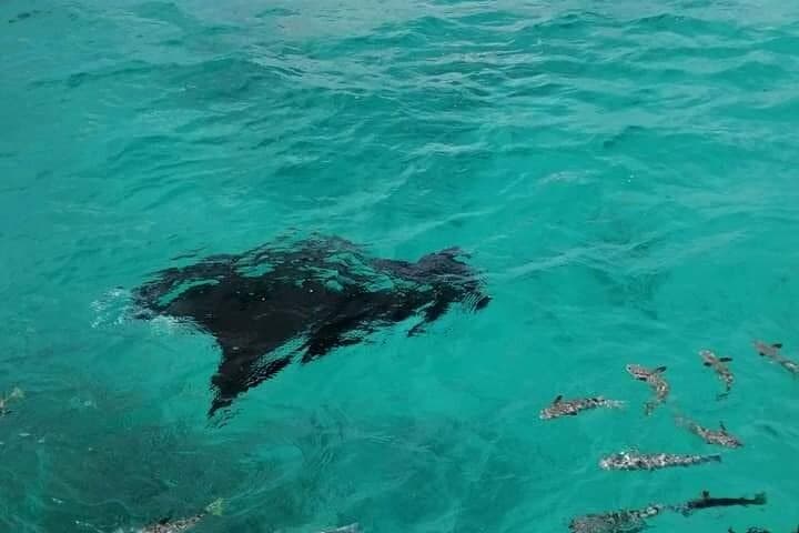 Rangiroa Reef Island Motu Day: Snorkel, Pools & Tiputa Dolphins photo 4