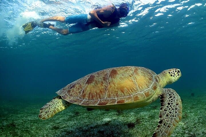 Snorkel Three Ecosystems in One Day: Cenote, Cavern & Caribbean Inlet (Riviera Maya) photo 5