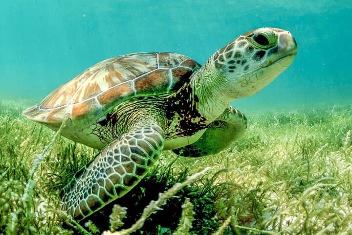 Snorkel Three Ecosystems in One Day: Cenote, Cavern & Caribbean Inlet (Riviera Maya) photo 6