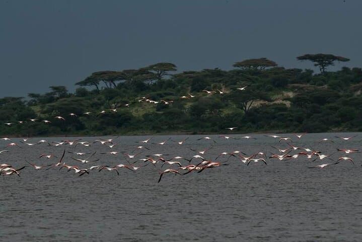 5-Day Private Serengeti and Ngorongoro Safari from Karatu photo 4