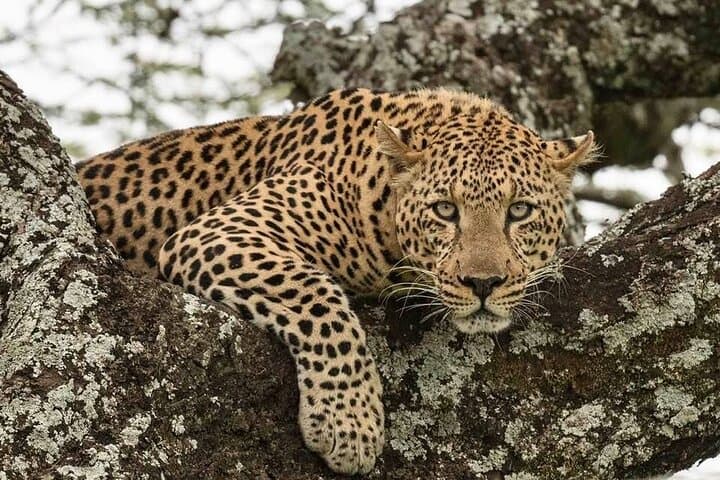 5-Day Private Serengeti and Ngorongoro Safari from Karatu photo 6