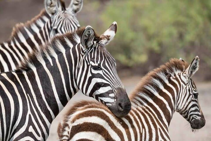 5-Day Private Serengeti and Ngorongoro Safari from Karatu
