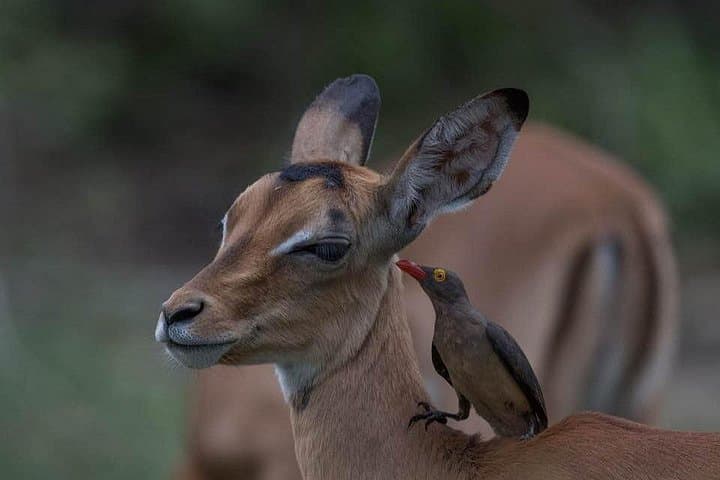 Great Migration Safari In Tanzania: 7-Day Private Wildlife Safari to Serengeti & Ngorongoro photo 3
