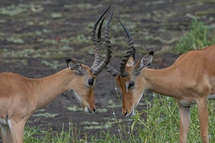 5-Day Private Serengeti and Ngorongoro Safari from Karatu photo 2