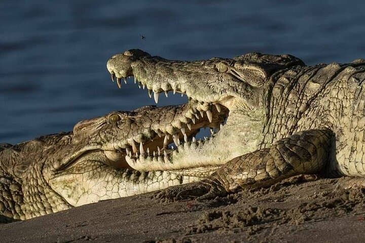 5-Day Private Serengeti and Ngorongoro Safari from Karatu photo 3