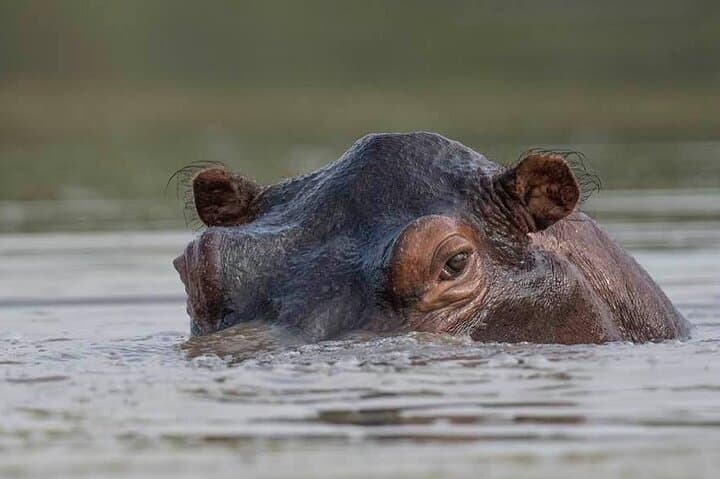 5-Day Private Serengeti and Ngorongoro Safari from Karatu photo 5